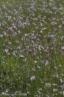 Linaria canadensis - Canada Toad Flax