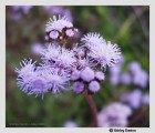Conoclinium coelestinum - Blue Mistflower