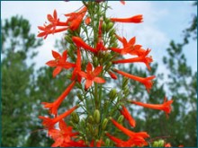 Ipomopsis rubra - Standing Cypress
