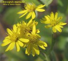 Chrysopsis mariana - Maryland Goldenaster