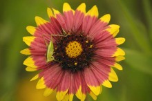 Gaillardia pulchella - Blanketflower