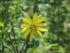 Silphium asteriscus - Starry Rosinweed