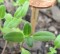 Helianthus debilis - Beach Sunflower