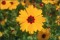 Coreopsis basalis - Goldenmane Tickseed