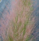 Sporobolus junceus, Pineywoods Dropseed