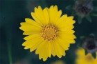 Coreopsis lanceolata - Lanceleaf Tickseed