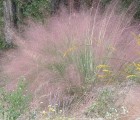 Muhlenbergia capillaris, Muhlygrass