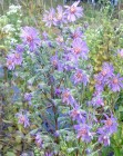 Aster concolor, Silvery Aster