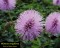 Mimosa strigillosa - Powderpuff