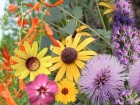 A hardy collection of wildflowers for your butterfly garden.
