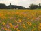 Coreopsis basalis (Goldenmane Tickseed) and Phlox drummondii (Drummond Phlox) on I-10 in north Florida.