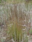 Aristida stricta - Wiregrass, Pineland Threeawn
