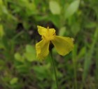 Xyris difformis - Bog Yelloweyed Grass