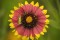 Gaillardia pulchella - Blanketflower