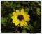 Helianthus debilis - Beach Sunflower