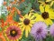 This salt tolerant collection will brighten your coastal community.