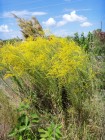 Solidago tortifolia  Twistleaf Goldenrod