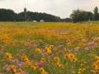 Coreopsis basalis (Goldenmane Tickseed) and Phlox drummondii (Drummond Phlox) on I-10 in north Florida.
