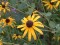 Rudbeckia mollis - Softhair Coneflower