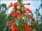 Ipomopsis rubra - Standing Cypress