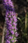 Liatris spicata - Dense Blazing Star