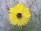 Coreopsis leavenworthii - Leavenworth's Tickseed