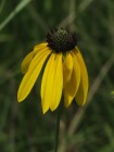 Rudbeckia mohrii - Mohr's Coneflower