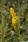 Solidago stricta - Wand Goldenrod, Slim Goldenrod