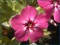 Phlox drummondii - Drummond Phlox