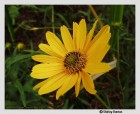 Helianthus angustifolius - Swamp Sunflower, Narrowleaf Sunflower
