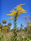 Solidago odora  Chapmans Goldenrod, Sweet goldenrod