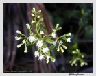Ageratina jucunda - Hoarhound, Hammock Snakeroot