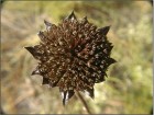 Helianthus radula - Rayless Sunflower