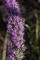 Liatris spicata - Dense Blazing Star